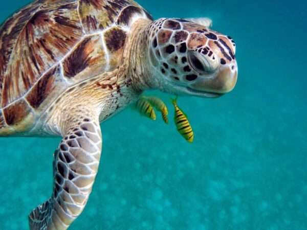 Niyama Private Islands Turtles with The Little Voyager