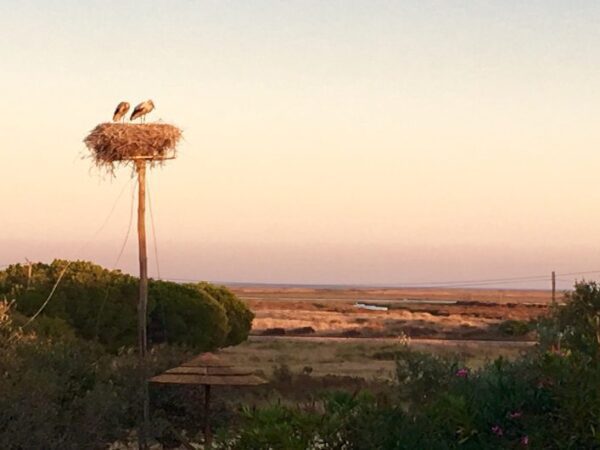 Algarvian Nature Escape storks nesting