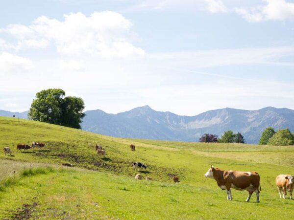 The Bavarian Farm Countryside with The Little Voyager