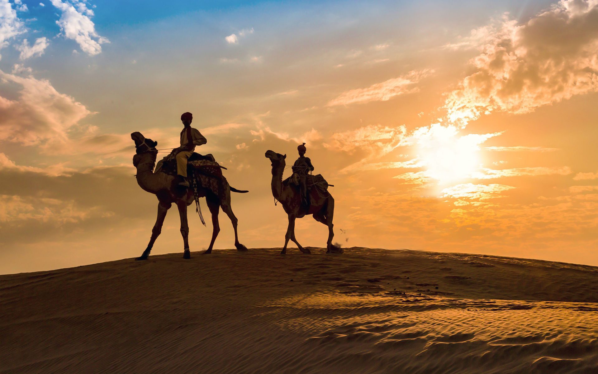 Camels in the desert at sunset