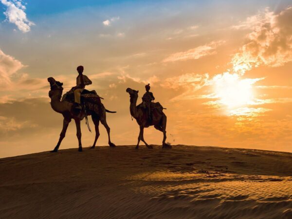 Camels in the desert at sunset