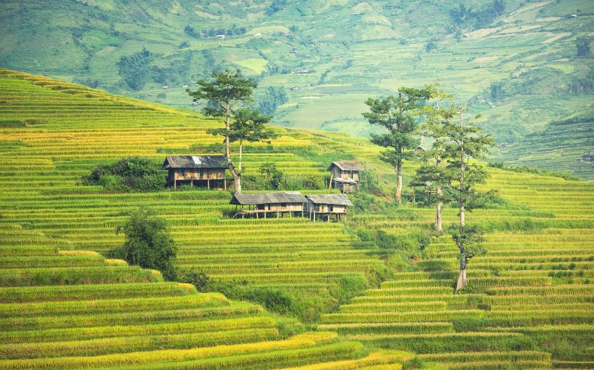 Rice fields Bali island