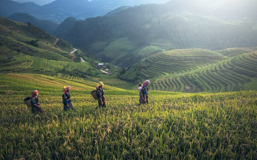 Women walking on Rice fields Bali island