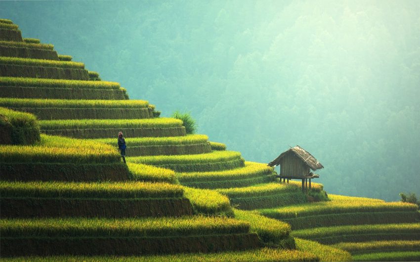 Rice fields Bali island